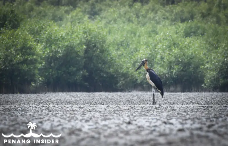 Teluk Air Tawar Lesser Adjutant