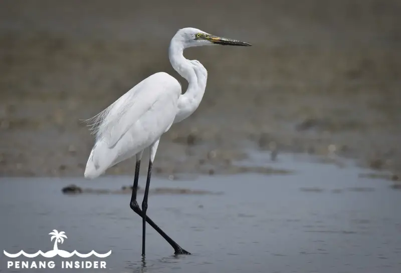 Teluk Air Tawar egret