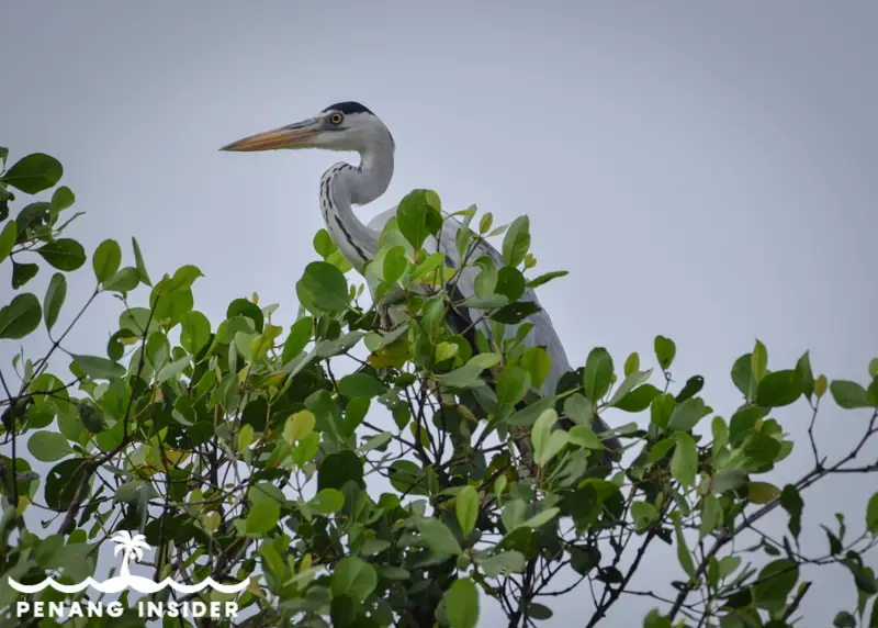 Teluk Air Tawar penang birdwatching site