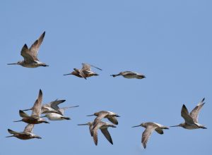Teluk Air Tawar Penang birds in flight