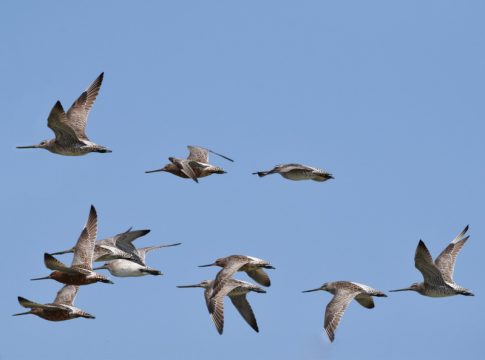 Teluk Air Tawar Penang birds in flight