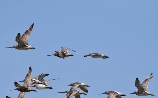 Teluk Air Tawar Penang birds in flight