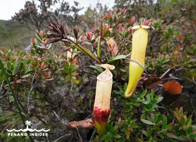 Gunung Tahan pitcher plants flora
