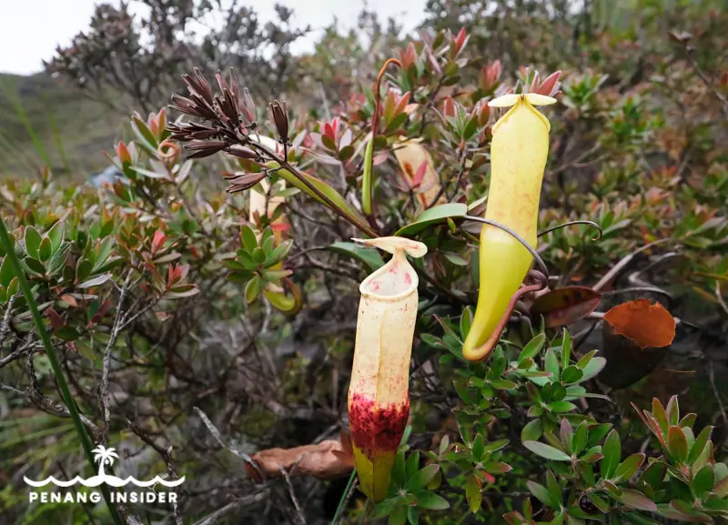 Gunung Tahan pitcher plants flora