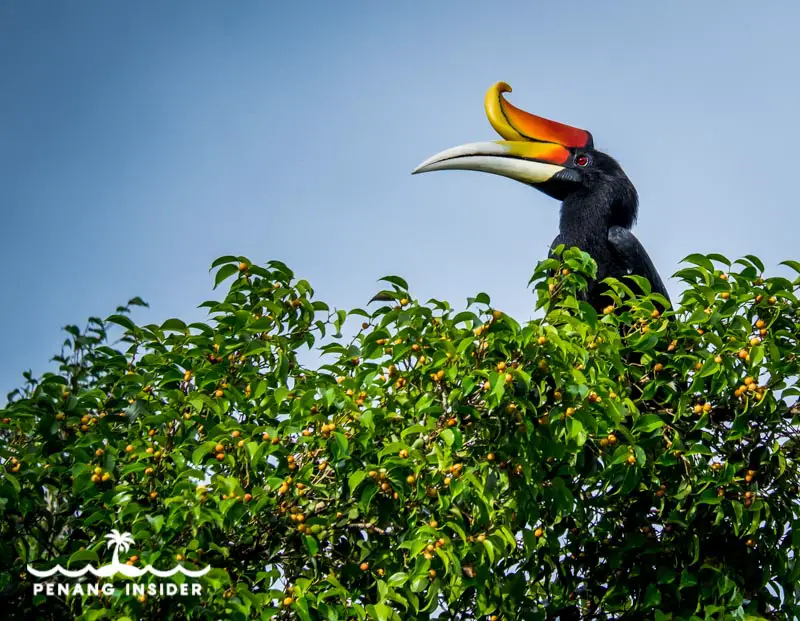 Hornbill at Taman Negara Sungai Relau