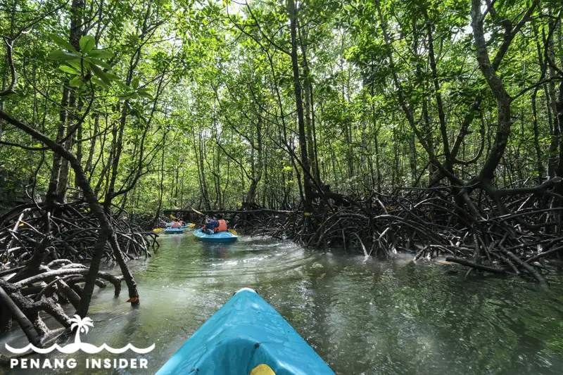 langkawi mangrove tour