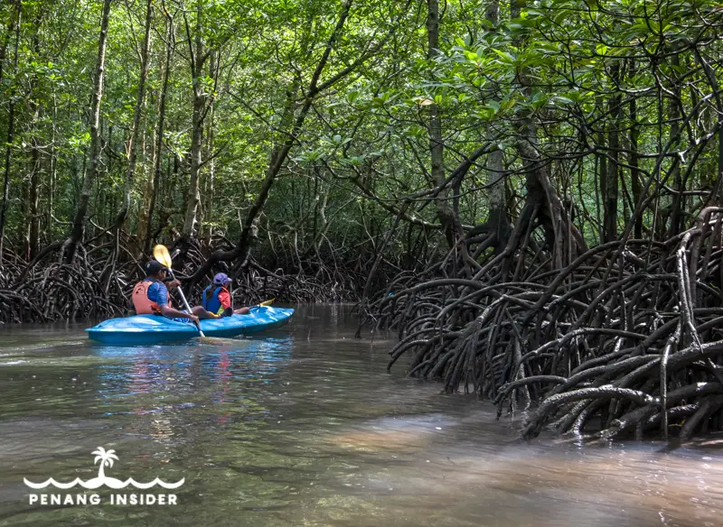 Langkawi mangrove tour kayaking