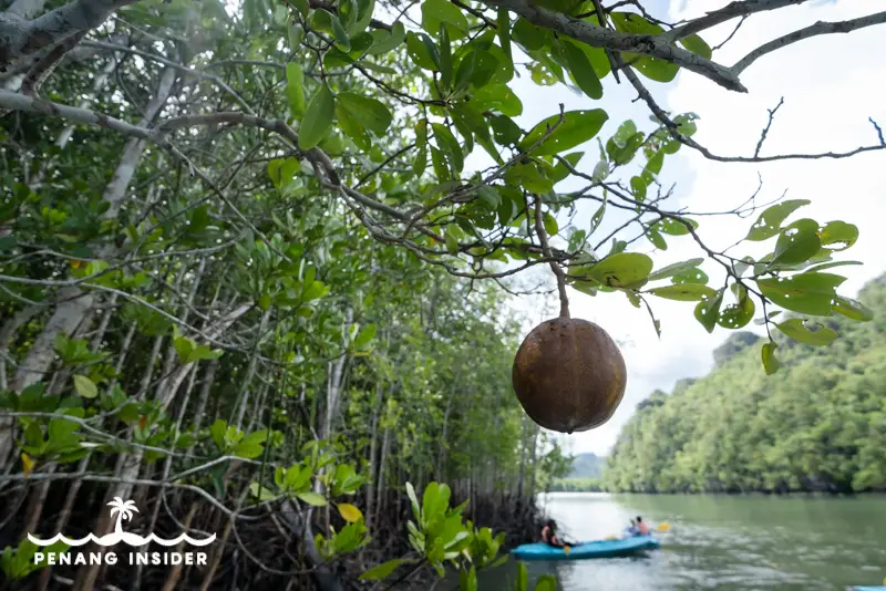 mangrove tour langkawi itinerary