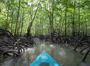 langkawi mangrove tour