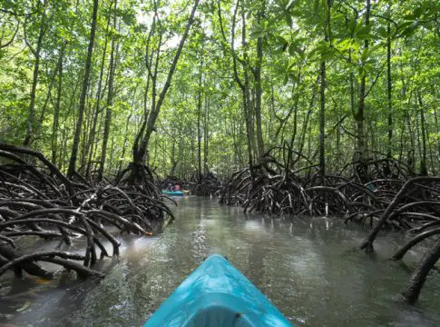 langkawi mangrove tour