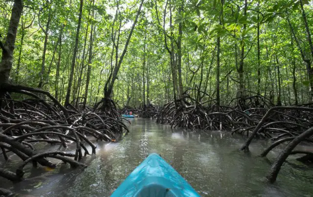 langkawi mangrove tour