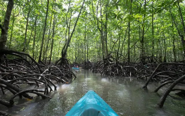 langkawi kilim mangrove tour