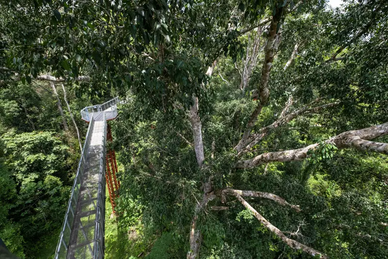 Sungai Relau Treetop Walkway Taman Negara Malaysia is seen from above