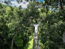 Treetop Walk Taman Negara Sungai Relau