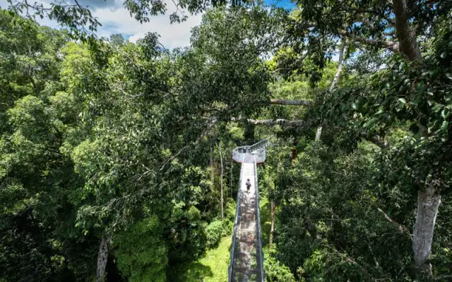 Treetop Walk Taman Negara Sungai Relau