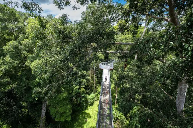 Treetop Walk Taman Negara Sungai Relau